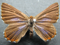 Adult Female Upper of Turquoise Jewel - Hypochrysops halyaetus